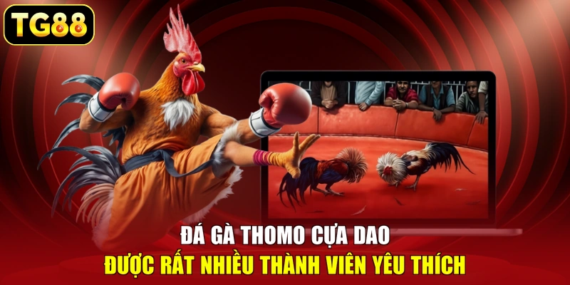 Đá gà Thomo cựa dao được rất nhiều thành viên yêu thích Đá gà Thomo cựa dao được rất nhiều thành viên yêu thích