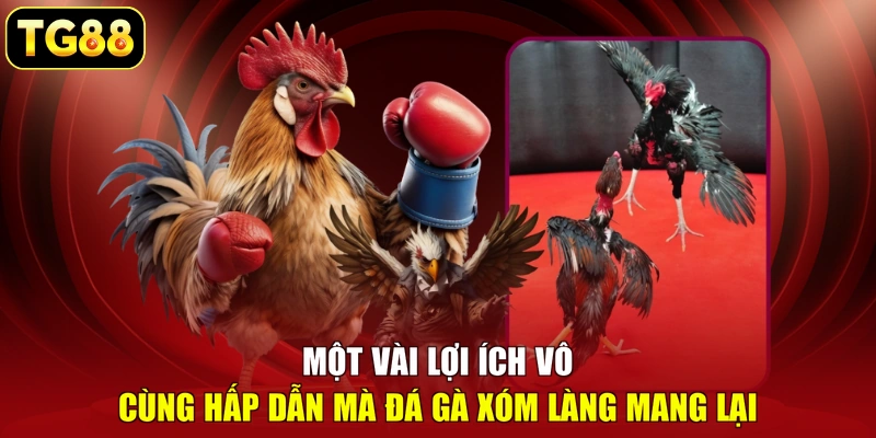 Một vài lợi ích vô cùng hấp dẫn mà đá gà xóm làng mang lại Một vài lợi ích vô cùng hấp dẫn mà đá gà xóm làng mang lại